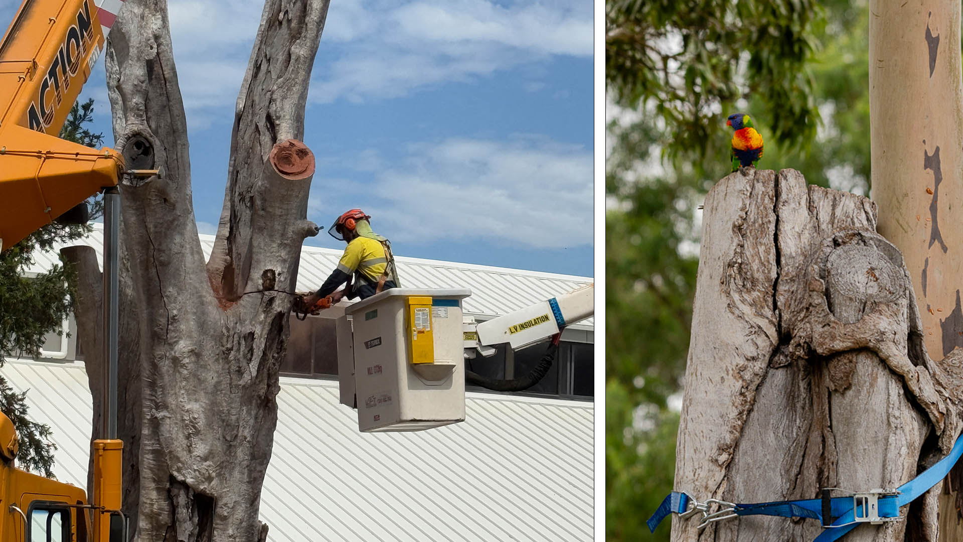 Worker on cherry picker raised to inspect tree. Lorikeet birds on top of a tree.