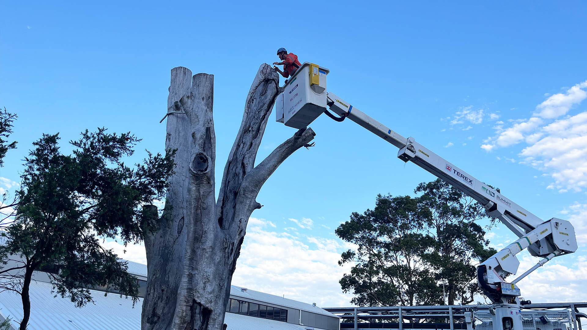 Intermain inspection of tree as part of environmental and ecology care during refurbishment